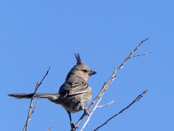 Chirruping Wedgebill