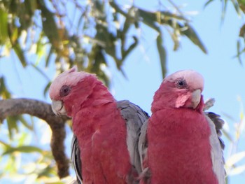 モモイロインコ Broken Hill, nsw, Australia 2021年12月29日(水)