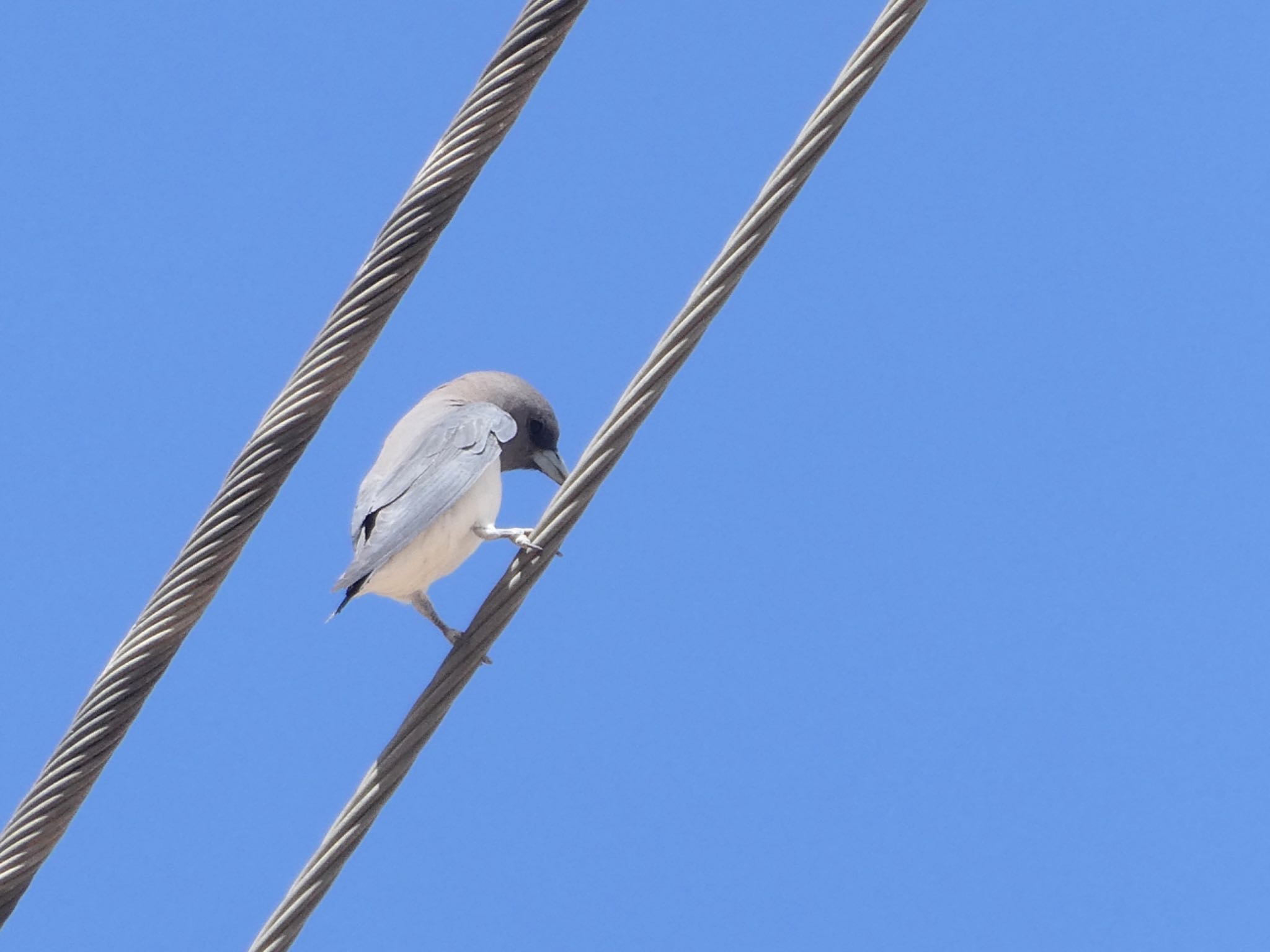 Photo of Black-faced Cuckooshrike at Broken Hill, nsw, Australia by Maki