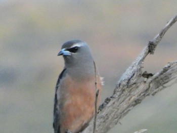 White-browed Woodswallow