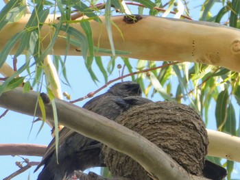 ハイイロツチスドリ Wilcannia, NSW, Australia 2021年12月29日(水)