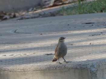 チャイロキノボリ Wilcannia, NSW, Australia 2021年12月29日(水)