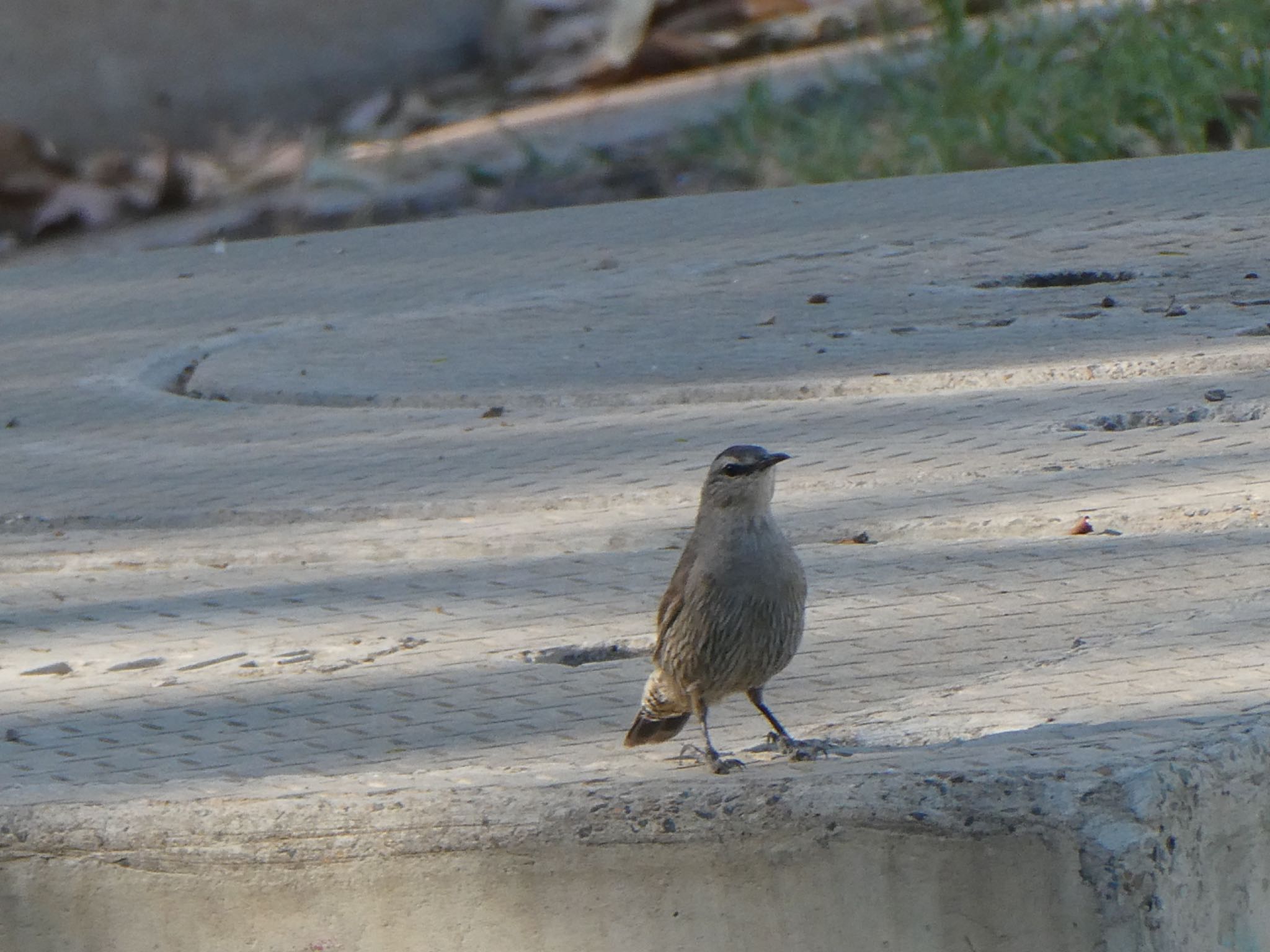 Wilcannia, NSW, Australia チャイロキノボリの写真 by Maki