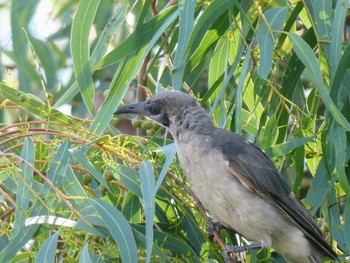 ヒメハゲミツスイ Wilcannia, NSW, Australia 2021年12月29日(水)