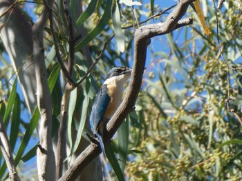 Sacred Kingfisher Wilcannia, NSW, Australia Wed, 12/29/2021