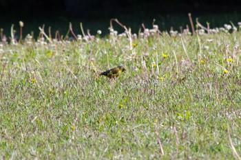 Masked Bunting 大阪府岸和田市 蜻蛉池公園 Wed, 5/4/2022