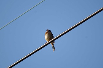 Meadow Bunting 大阪府岸和田市 蜻蛉池公園 Wed, 5/4/2022