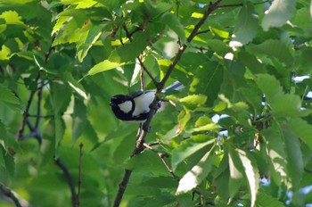 Japanese Tit 大阪府岸和田市 蜻蛉池公園 Wed, 5/4/2022