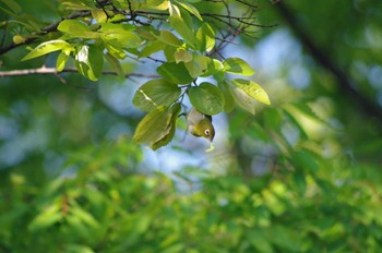 Warbling White-eye 大阪府岸和田市 蜻蛉池公園 Wed, 5/4/2022