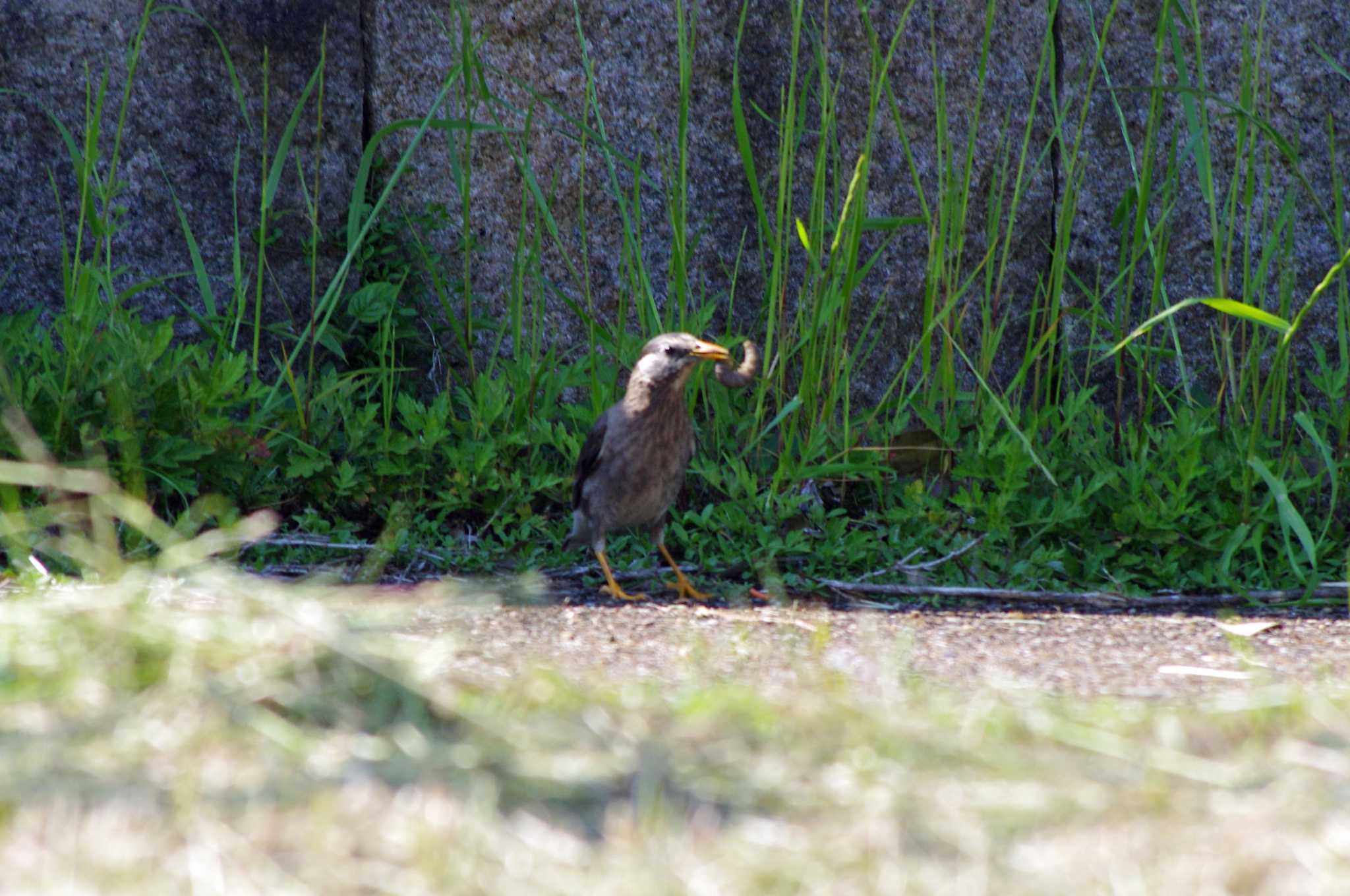 Photo of White-cheeked Starling at 大阪府岸和田市 蜻蛉池公園 by アカウント10297