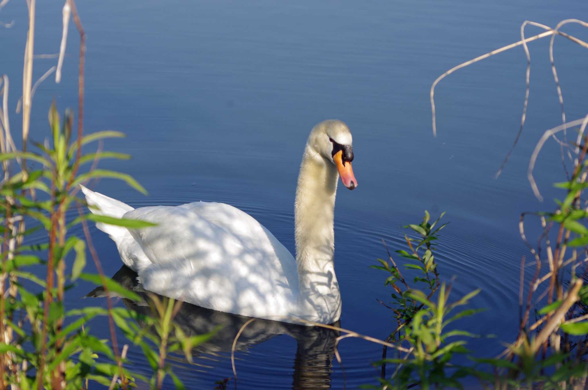 大阪府岸和田市 蜻蛉池公園 コブハクチョウの写真 by アカウント10297