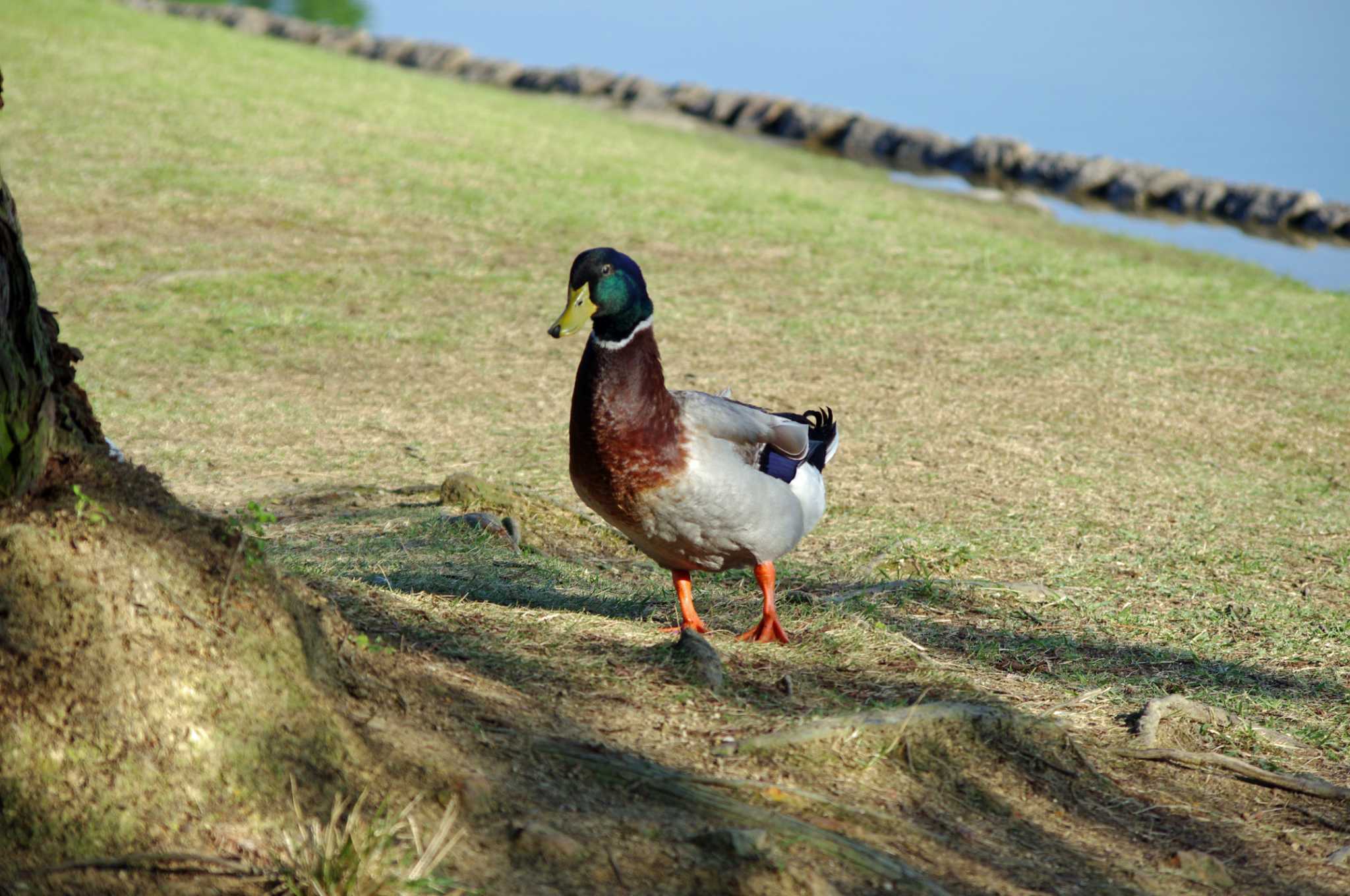 大阪府岸和田市 蜻蛉池公園 マガモの写真 by アカウント10297