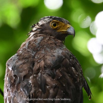 Crested Serpent Eagle Unknown Spots Sun, 5/1/2022