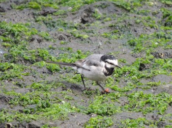 Sat, 4/23/2022 Birding report at 仙台堀川公園(江東区)