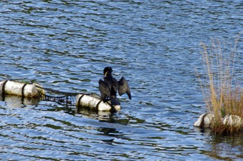 Great Cormorant 光明池緑地 Sat, 4/16/2022