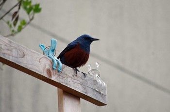 Blue Rock Thrush 光明池緑地 Sat, 4/16/2022