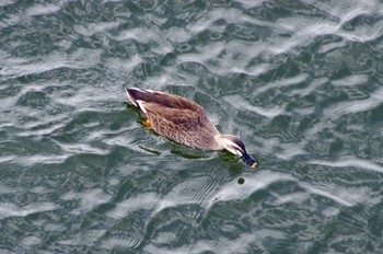 Eastern Spot-billed Duck 光明池緑地 Sat, 4/16/2022