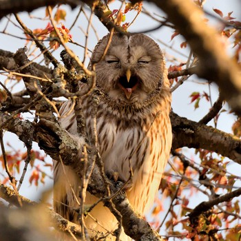 Ural Owl(japonica) 十勝 Wed, 5/4/2022