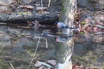 2022年2月28日(月) 八溝県民休養公園の野鳥観察記録