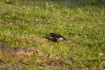 Dusky Thrush 千里南公園 Thu, 5/5/2022