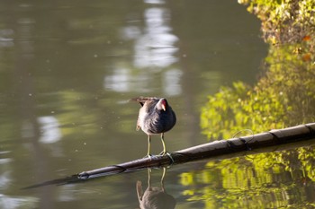 Common Moorhen 千里南公園 Thu, 5/5/2022