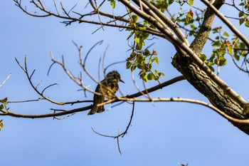 Brown-eared Bulbul 千里南公園 Wed, 5/4/2022