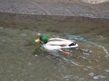 Mallard 妙見川(おこばち川) Sun, 5/1/2022