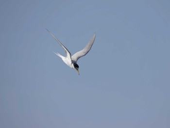 Little Tern Isanuma Thu, 5/5/2022