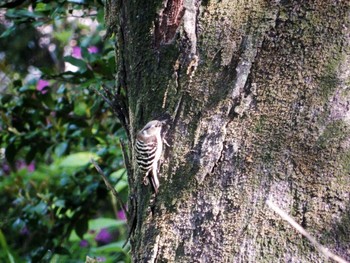 2022年5月5日(木) 平和の森公園、妙正寺川の野鳥観察記録