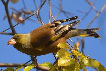 カワラヒワ 昭和記念公園 2017年11月26日(日)