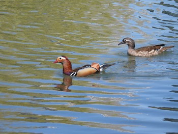 Mandarin Duck 中島公園 Sat, 4/30/2022