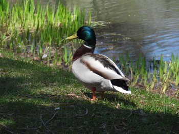 マガモ 中島公園 2022年4月30日(土)