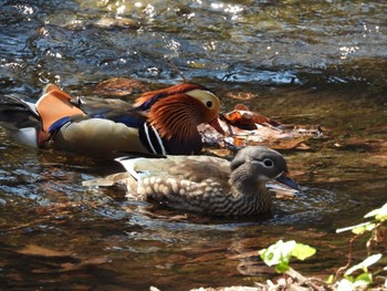 Mandarin Duck Maruyama Park Sat, 4/30/2022