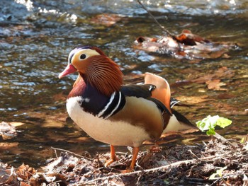 Mandarin Duck Maruyama Park Sat, 4/30/2022