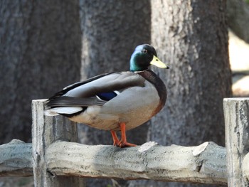 マガモ 円山公園 2022年4月30日(土)