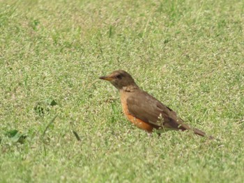 アカハラ 庄内緑地公園 2022年4月19日(火)