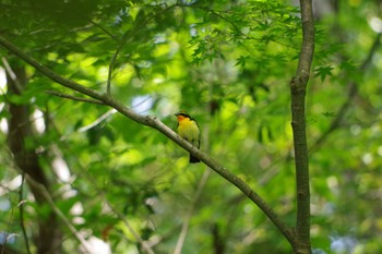 キビタキ 静岡県立森林公園 2022年5月5日(木)