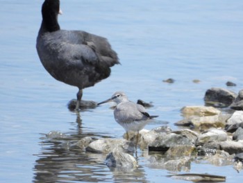 キアシシギ 佐鳴湖 2022年5月5日(木)