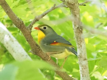 2022年5月5日(木) 早戸川林道の野鳥観察記録