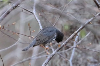 クロツグミ 北大研究林(北海道大学苫小牧研究林) 2022年5月3日(火)