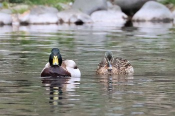 マガモ 北大研究林(北海道大学苫小牧研究林) 2022年5月3日(火)