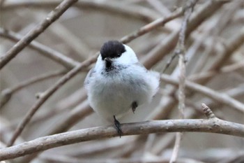 ハシブトガラ 北大研究林(北海道大学苫小牧研究林) 2022年5月3日(火)