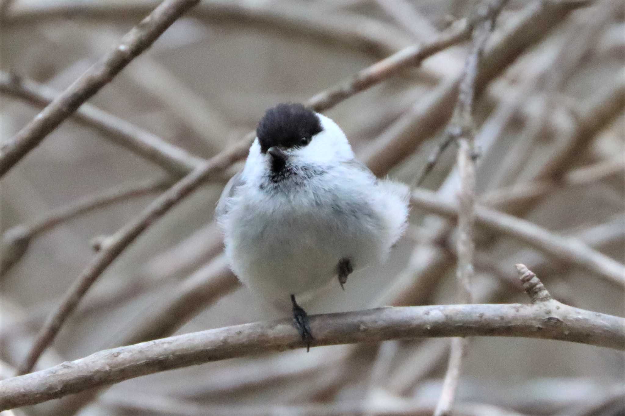 ハシブトガラ