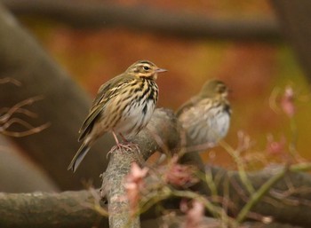 Olive-backed Pipit 八柱霊園 Fri, 12/1/2017