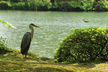 アオサギ 兼六園 2022年4月30日(土)