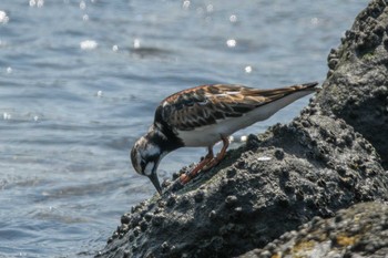 Ruddy Turnstone Tokyo Port Wild Bird Park Wed, 5/4/2022