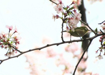 メジロ 神田川 2022年4月2日(土)