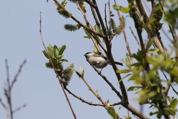2022年5月5日(木) 札幌モエレ沼公園の野鳥観察記録