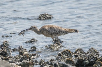 チュウシャクシギ 東京港野鳥公園 2022年5月4日(水)