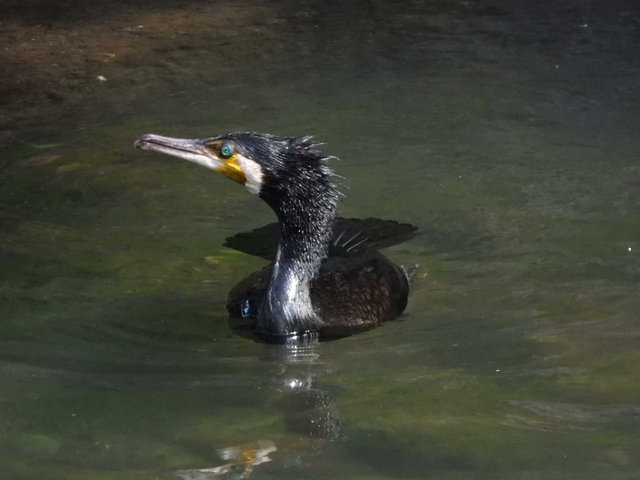 Photo of Great Cormorant at 立川 by まつのすけ